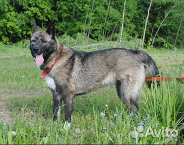 Лаечка-Чернобурочка