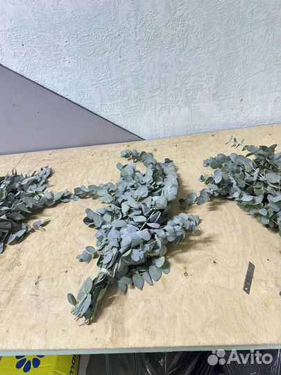 Эвкалипт свежий из абхазии