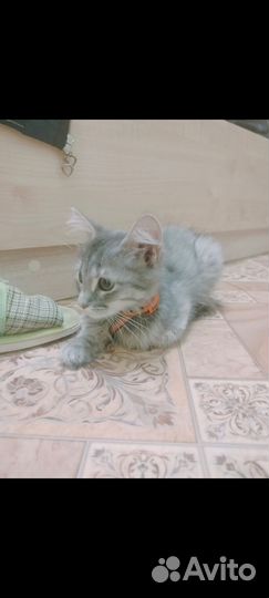 Кошка в дар бесплатно