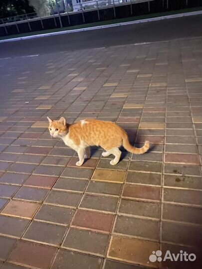 Найден рыжий кот