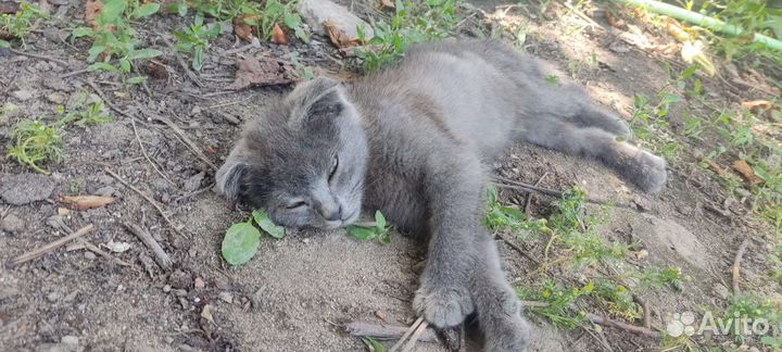 Серый котенок