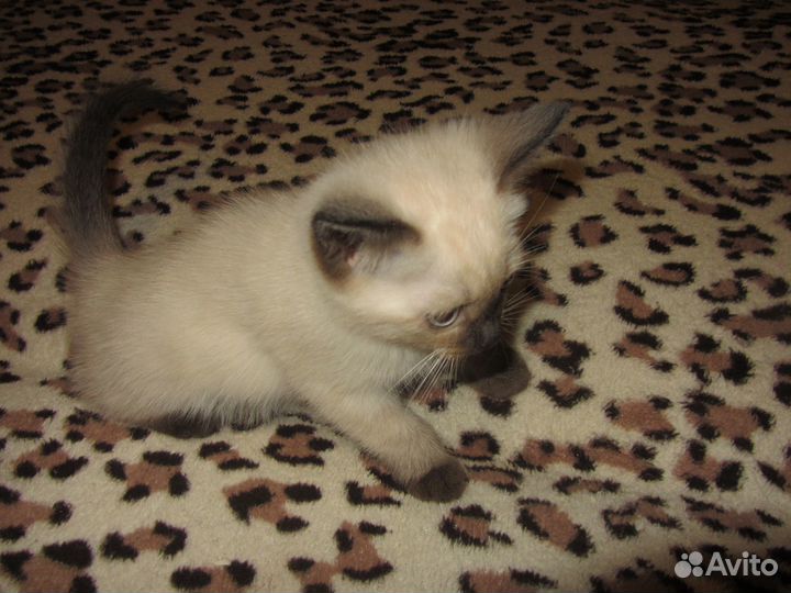 Шотландский вислоухий хайленд. И его потомство