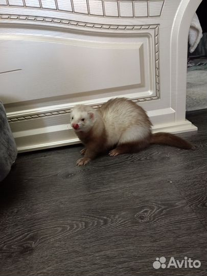 Домашний хорек