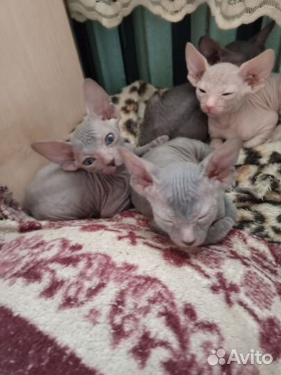 Донской сфинкс