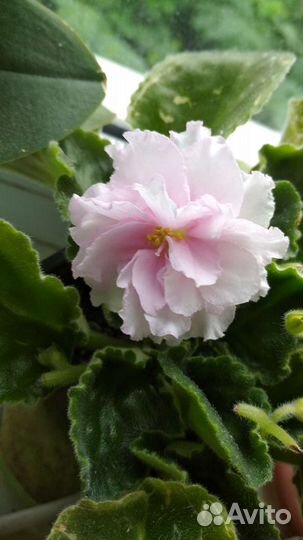 Фиалка листик