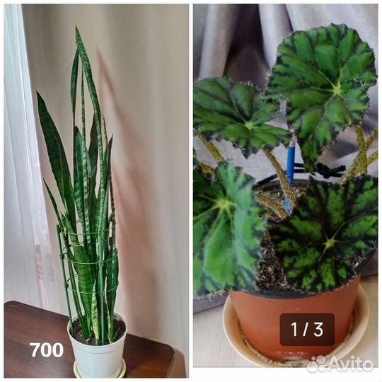 Сансевиерия