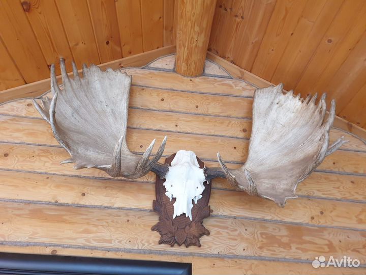 Продам рога лося