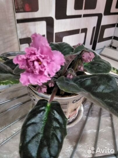 Цветущие фиалки