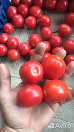 Помидор томат