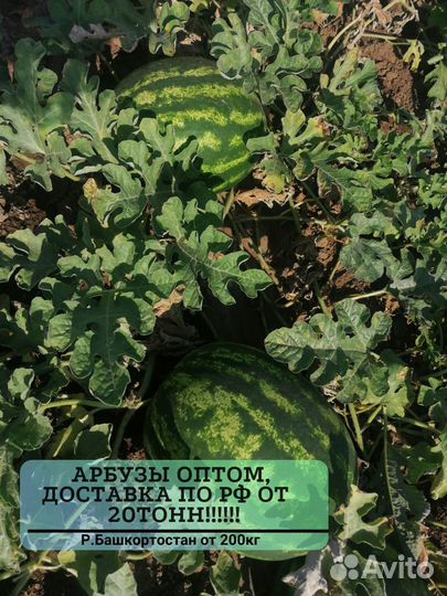 Арбузы оптом от 20 тонн