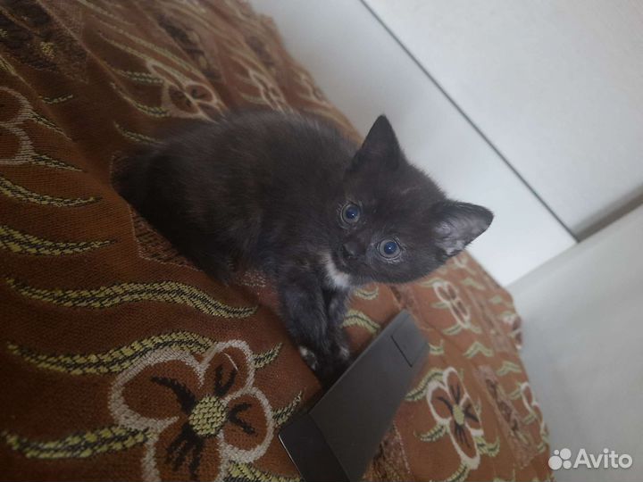 Британская кошка