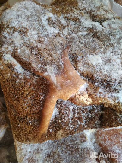 Мясо для собак