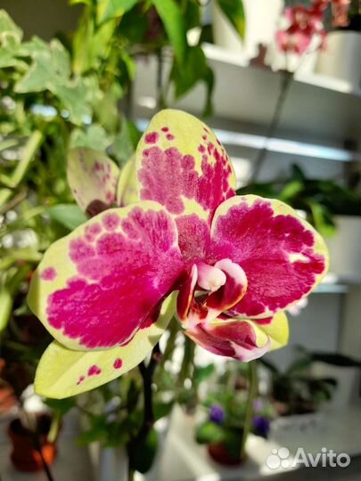 Орхидеи Фаленопсисы