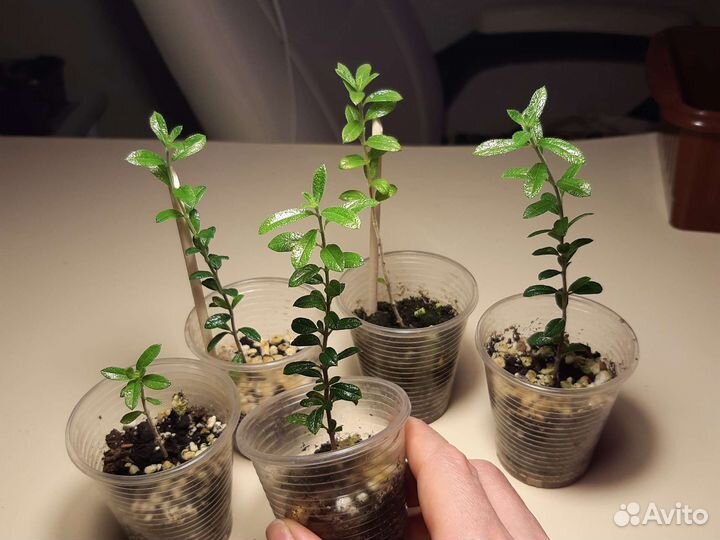 Нашия инагуенсис (растения для бонсай)