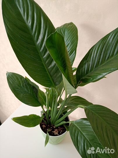 Спатифиллум