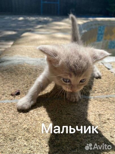Котята в добрые руки