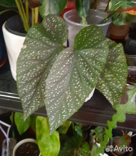 Бегония традесканция кротон эписция колеус