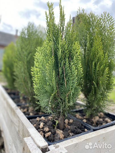 Туя восточная книжка