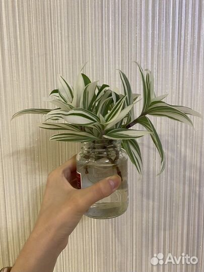 Традесканция