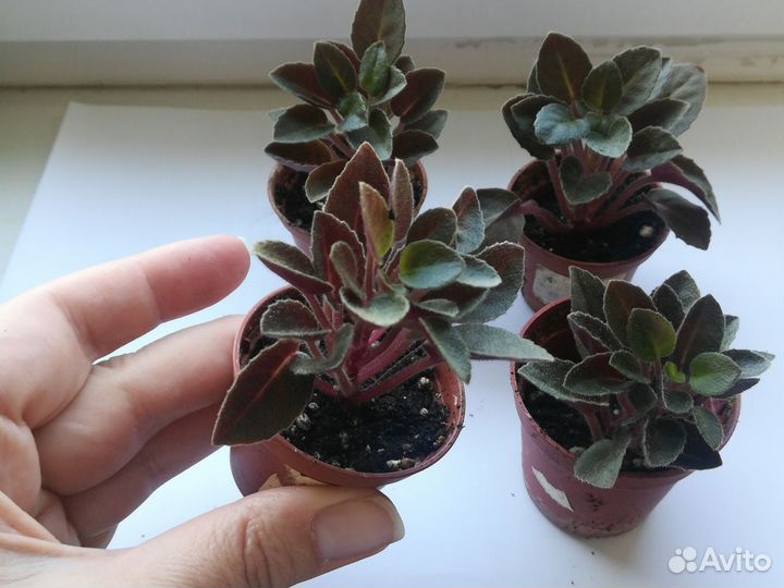 Детки сортовой мини фиалки Dancin trail