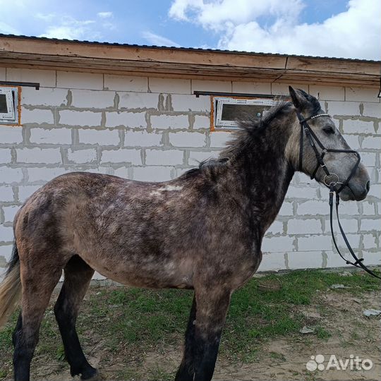 Мерин 2018г 164см