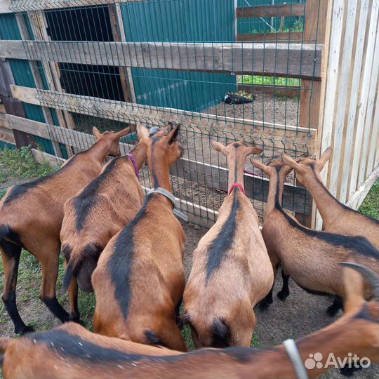 Чешские козы