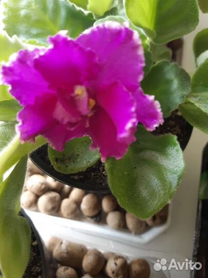 Фиалка, домашний цветок