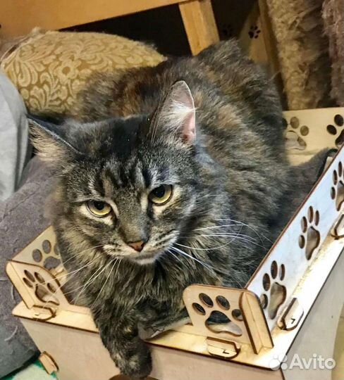 Камила, стерилизована