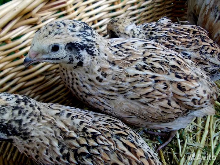 Перепелята феникс