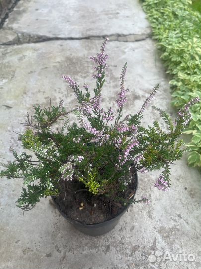 Вереск розовый