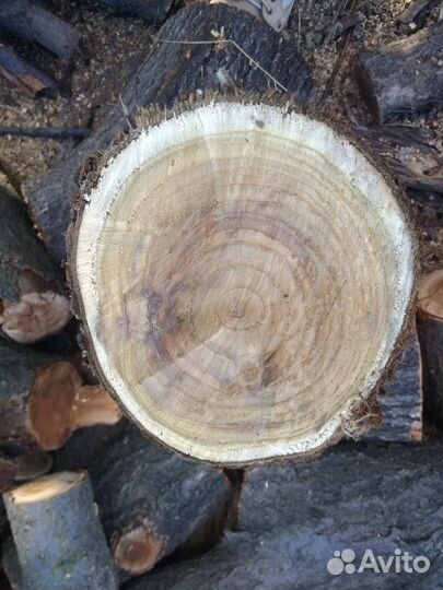 Спил (слэб) маслины крымской