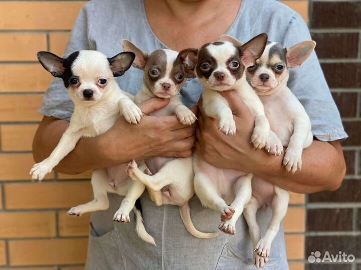 Нарядные детишки мальчишки и девчишки