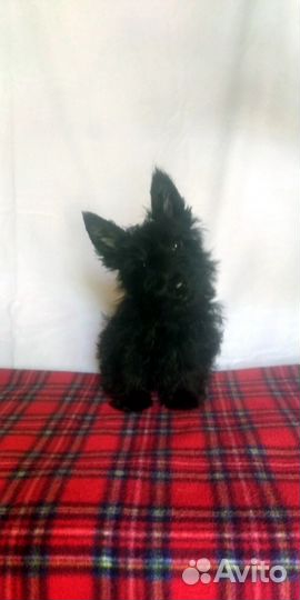 Щенки скотч терьера