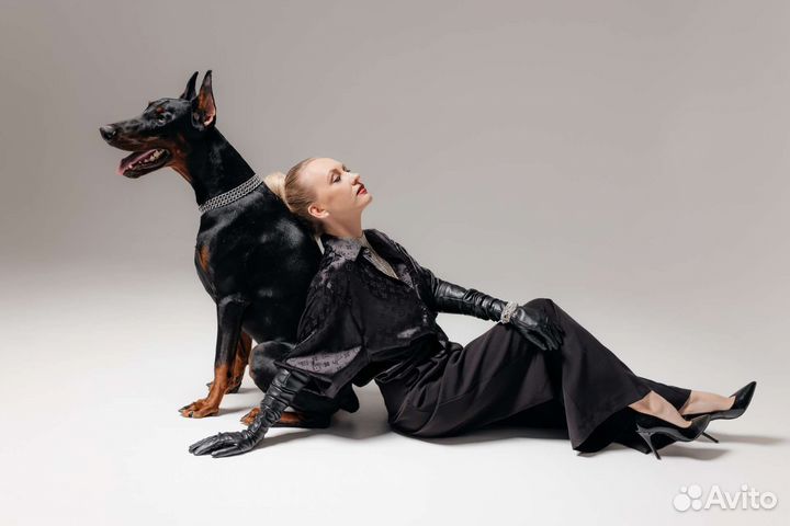 Доберман для фотосессии