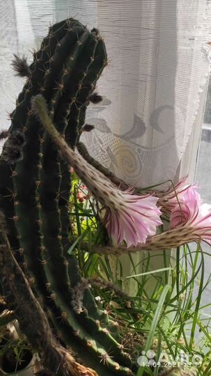 Кактус красивый цветущий даёт потомство