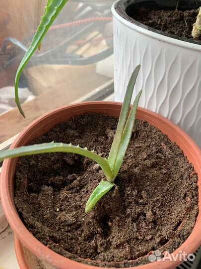 Алоэ 3 года лечебное