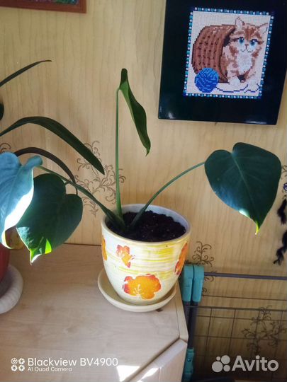 Домашние цветы