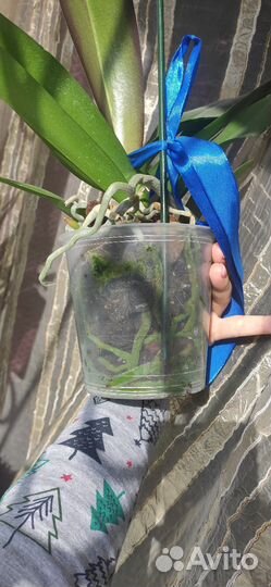 Орхидея фаленопсис Моушен