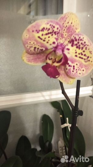 Орхидея фаленопсис