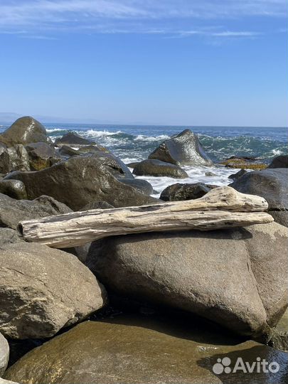Дрифтвуд Рептилия коряга топляк морская