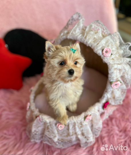 Мальчик golddust голдаст ищет дом