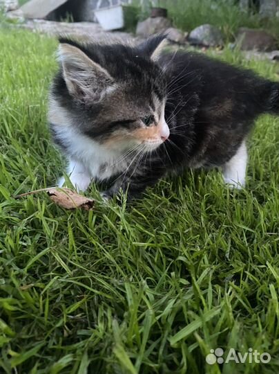 Кошечка 1 месяц