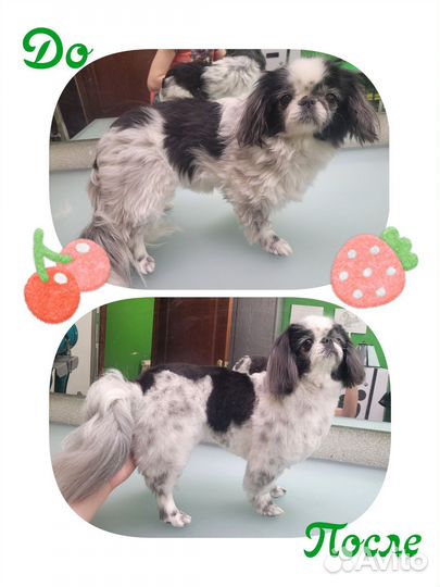 Груминг стрижка собак