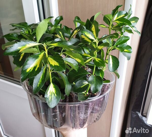 Растение Бересклет японский комнатный, цветы