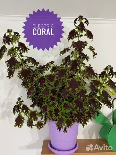 Колеус Electric Coral