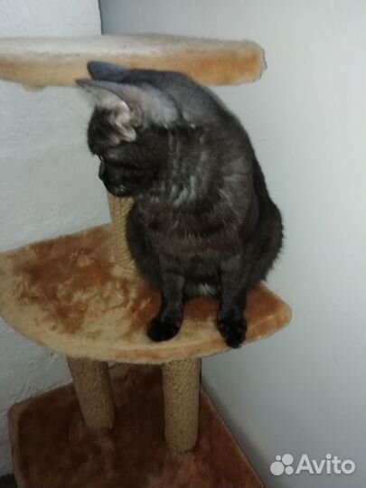 Кошечка в добрые руки