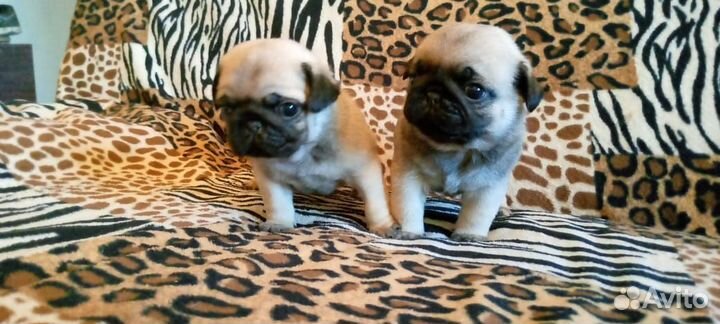 Щенки мопса
