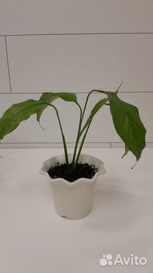 Спатифиллум