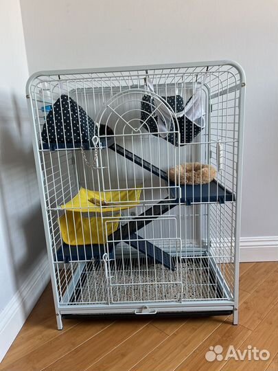 Крысы дамбо девочки