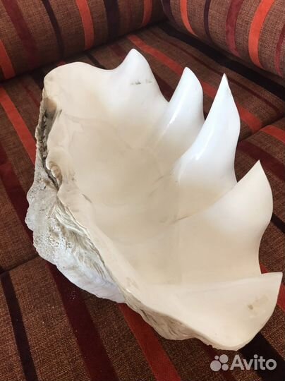 Раковина океаническая или морская. Ракушка